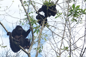 2015-01-29-16h10m37 2015-01-29-16h10m37