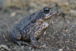 Aqua-caliente2 Aqua-caliente2