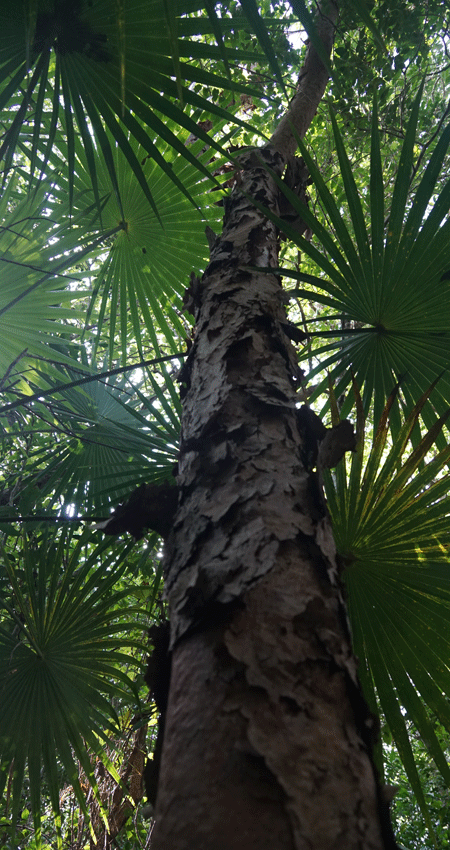 shipstern1 shipstern1