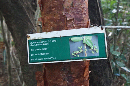 shipstern2 shipstern2