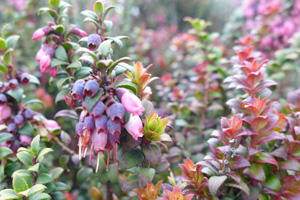 ataginango7 ataginango7