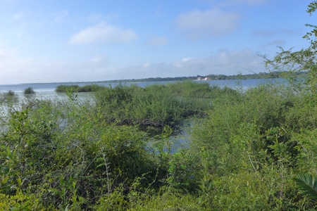 crooked-tree1 crooked-tree1