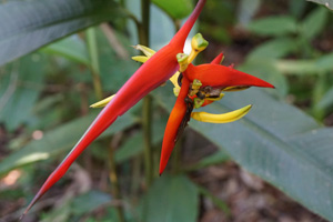 hummingbird5 hummingbird5