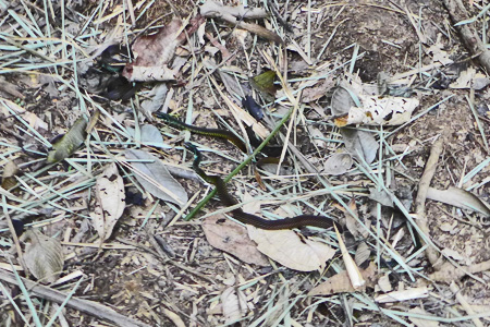 monkeybay5 monkeybay5