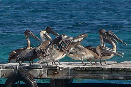 puertomorelos1 puertomorelos1