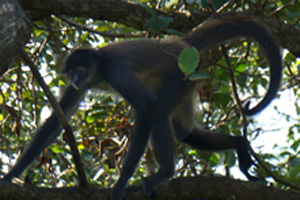 spinnenaffe spinnenaffe