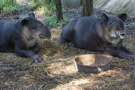 tapir tapir